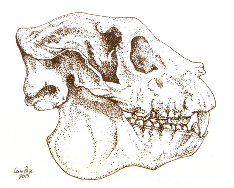Archaeoindris skull