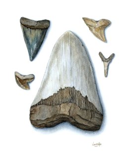 shark teeth - color corrected2