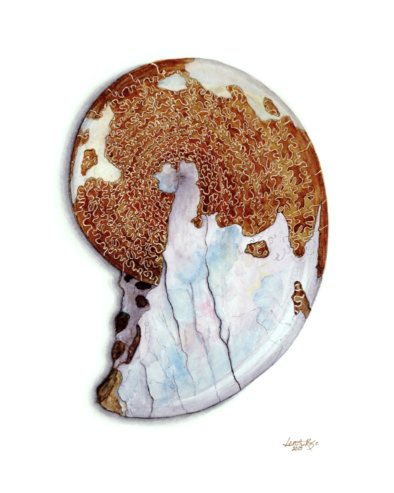 New Ammonite - color corrected3